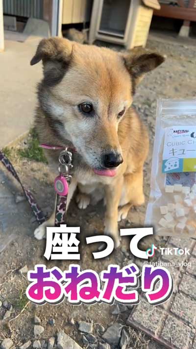 おねだりする犬