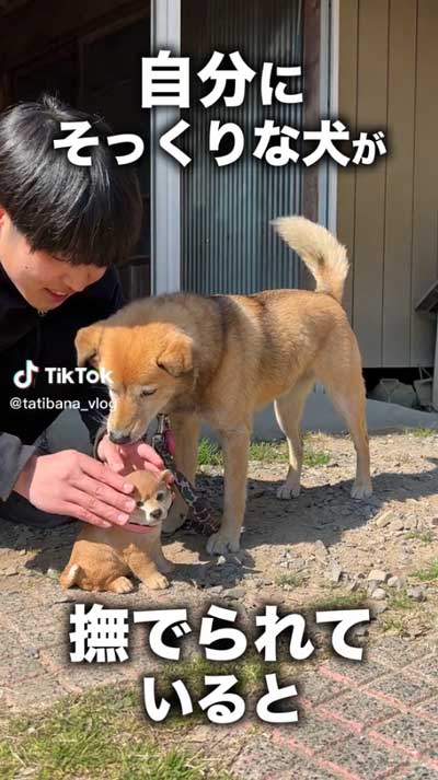 ヤキモチをやくコロちゃん