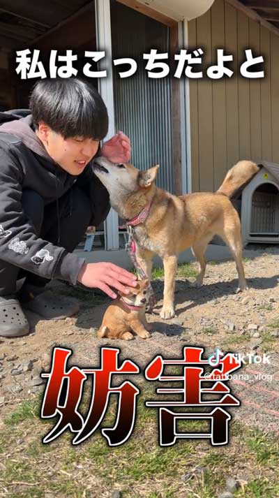 かわいいかまってコロちゃん