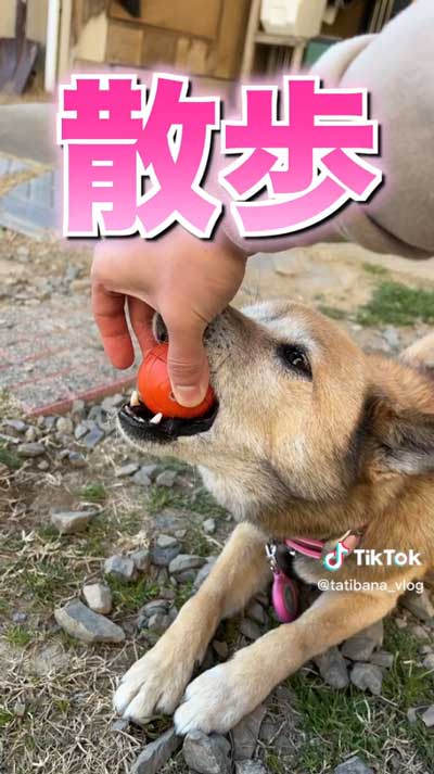 散歩と飼い主が言うと……