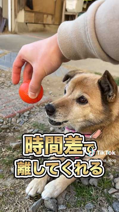 時間差で離す犬