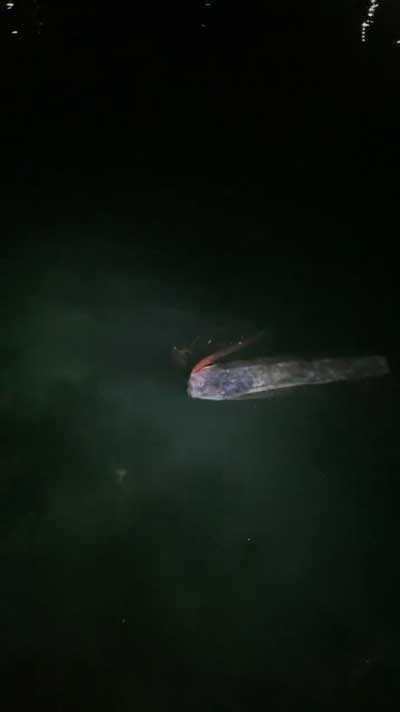 リュウグウノツカイ 発見 海面 深海魚 目撃