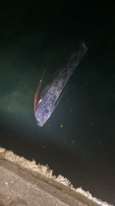 リュウグウノツカイ 発見 海面 深海魚 目撃