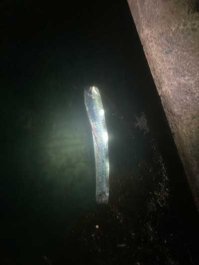 リュウグウノツカイ 発見 海面 深海魚 目撃