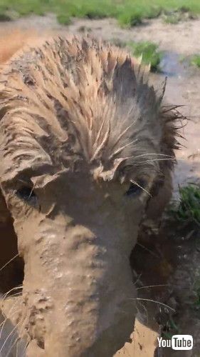 「The Life Of A Muddy Golden || ViralHog」