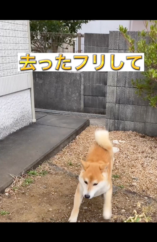 監視する柴犬