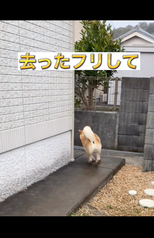 去ったフリの柴犬