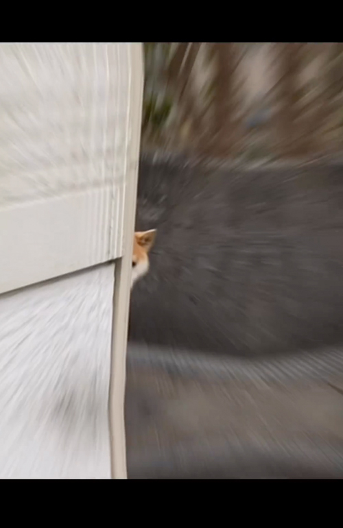 飼い主を監視する柴犬