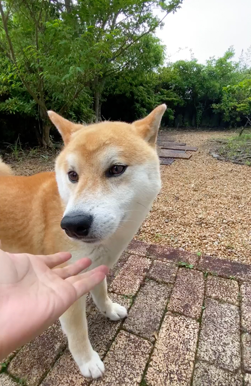 オヤツ後のツンデレ柴犬