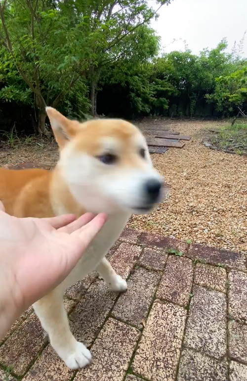 オヤツ後のツンデレ柴犬