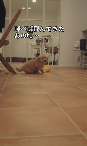 こっちに来ようとする子犬