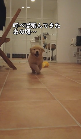 駆け寄ってくる子犬笑顔