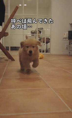 走ってくる子犬