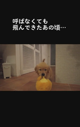 おもちゃくわえる子犬