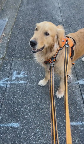 散歩中ワンコ笑顔