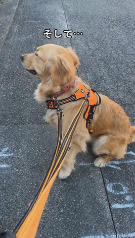 お座りしてそっぽ向くワンコ