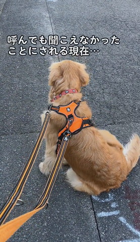 背中を向けるワンコ