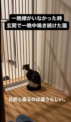 玄関ドア見る猫