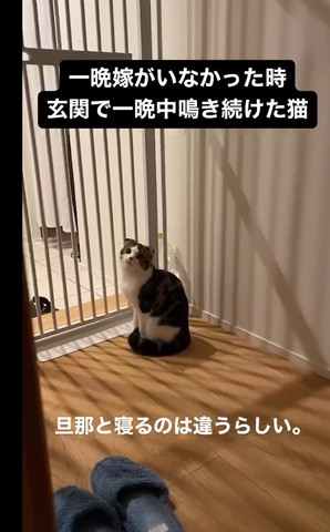 玄関で上見る猫