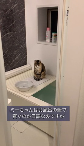 お風呂フタの上猫遠くから