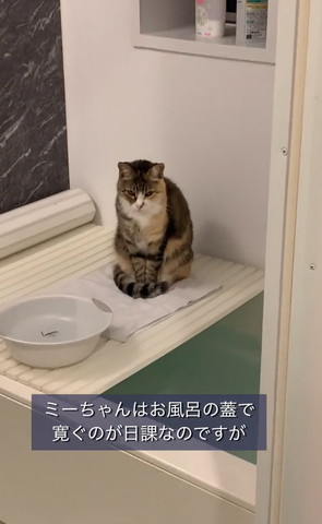 お風呂フタの上猫少し近づく