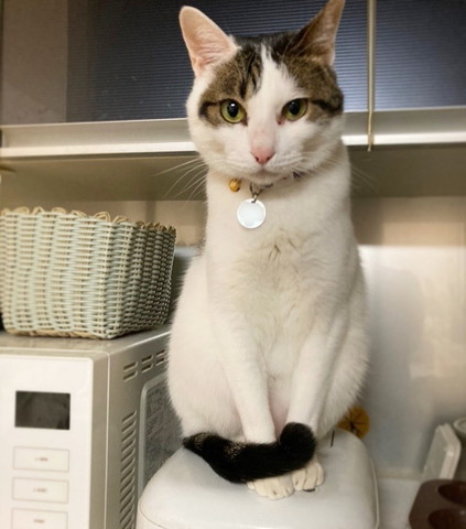 炊飯器猫