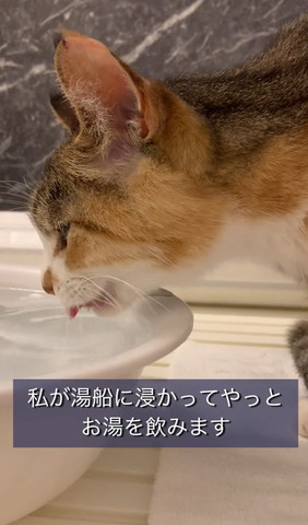 お湯飲む猫