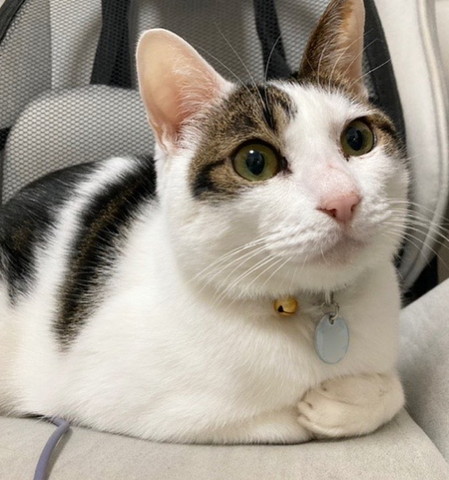 おててないない猫