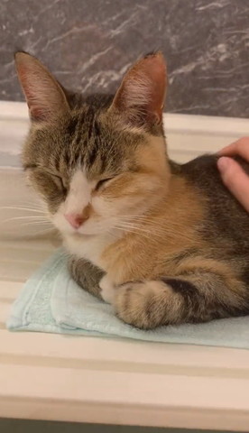 なでられてる猫