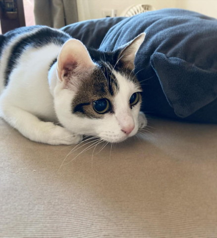 狙いを定める猫