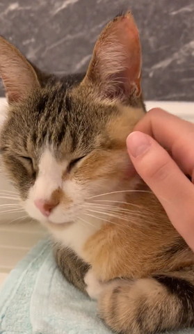 なでられてる猫顔アップ