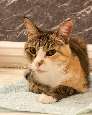 タオルの上でカメラ目線猫
