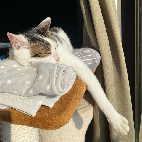 手を伸ばしてひなたぼっこする猫