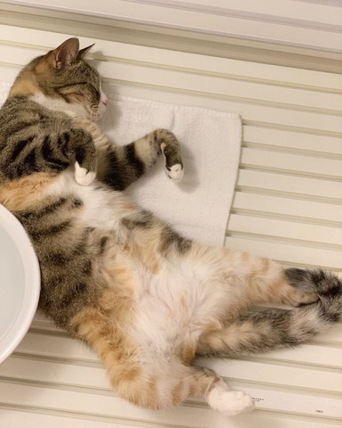 お風呂場でヘソ天猫