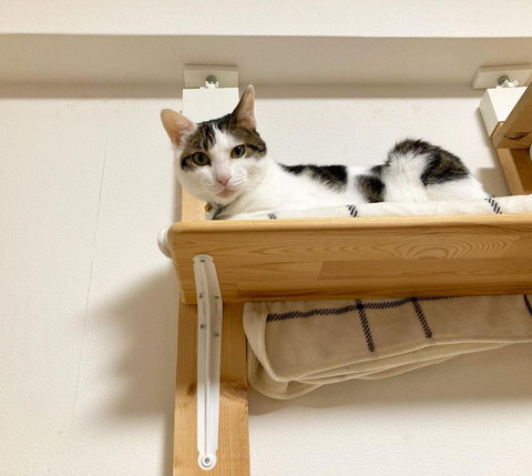 キャットウォークから見下ろす猫