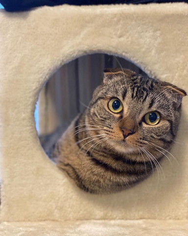 タワーからひょっこり猫