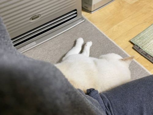 二度寝する柴犬