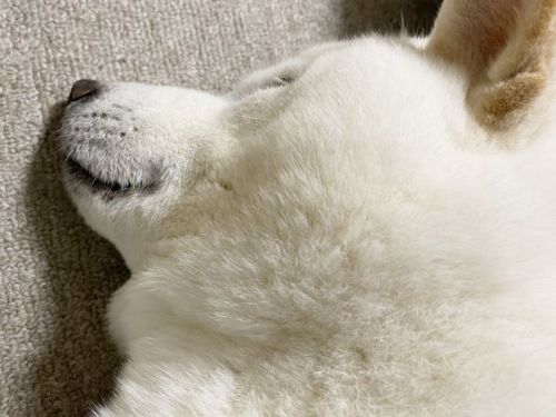 温風をあびる白柴