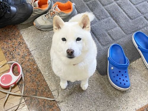 おやつ食べる犬