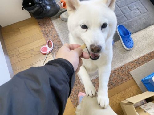 おいしそうな犬