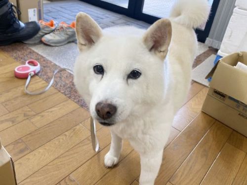 せつなそうな犬