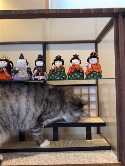 障子を破る猫ちゃん