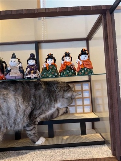 障子を破る猫ちゃん