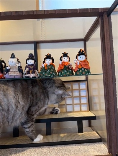 障子を破る猫ちゃん