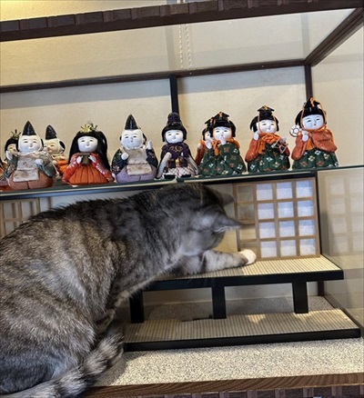 障子を破る猫ちゃん