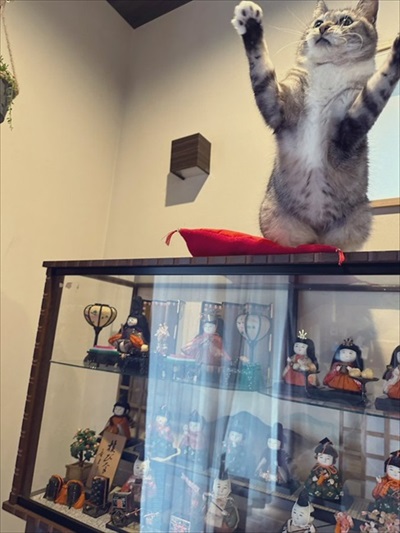 障子を破る猫ちゃん