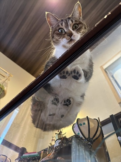 障子を破る猫ちゃん