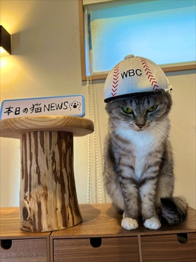 障子を破る猫ちゃん