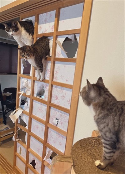障子を破る猫ちゃん