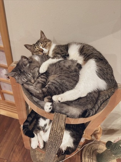 障子を破る猫ちゃん